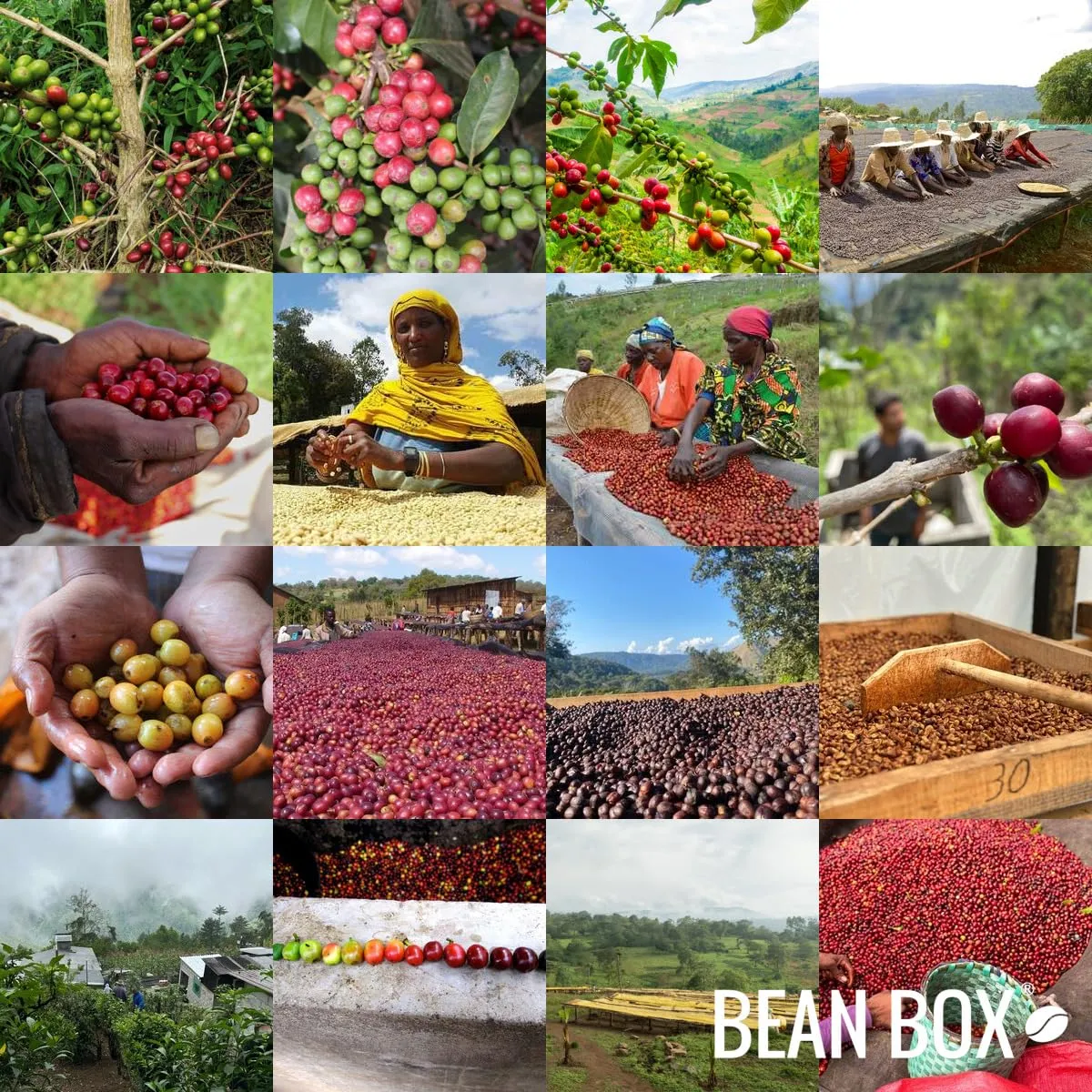 Costa Rica Reserve - Roasted by Vashon Island Coffee Roasterie - Whole Bean Coffee - 2 Pound Bag