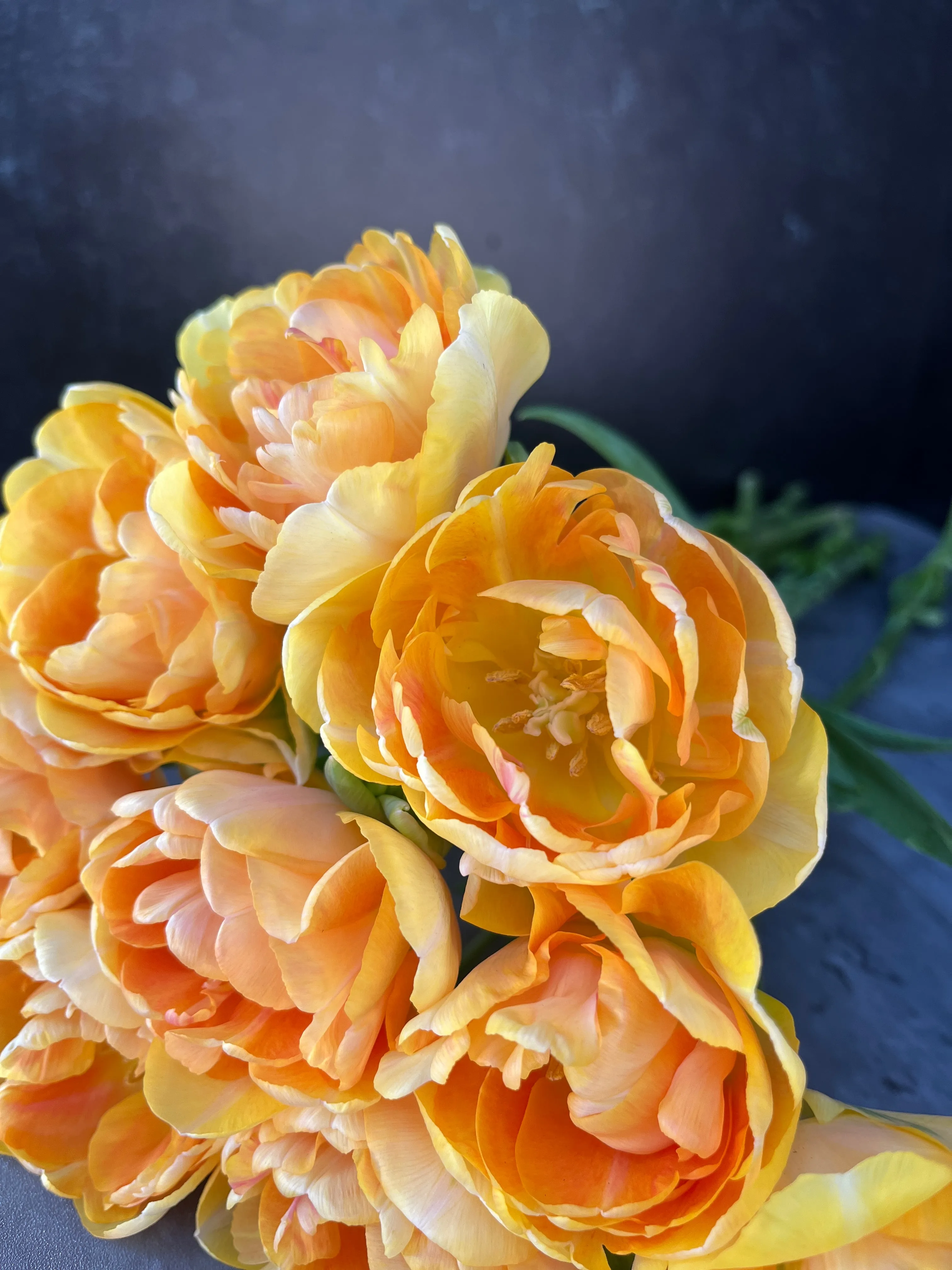 Tulip-Charming Beauty